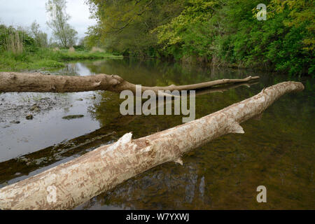 Weide (Salix sp.) gefällt und die meisten ihrer Rinde von Eurasischen Biber (Castor Fiber) am Ufer des Flusses Otter, Devon, UK, Mai beraubt. Stockfoto