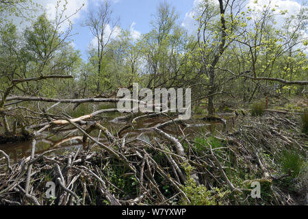 Eurasischen Biber (Castor Fiber) Dam in Woodland Gehäuse, Devon Biber Projekt, Devon Wildlife Trust, Devon, UK, Mai. Stockfoto