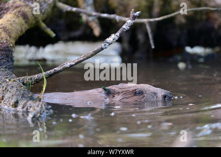 Erwachsene männliche Eurasischen Biber (Castor Fiber) mit der Identifizierung Ohrmarke Schwimmen bei Sonnenuntergang unter gefällten Bäumen aufgestaut Stream in großen Gehäuse, Devon Biber-Projekt, das von Devon Wildlife Trust, Devon, UK, Mai laufen. Stockfoto