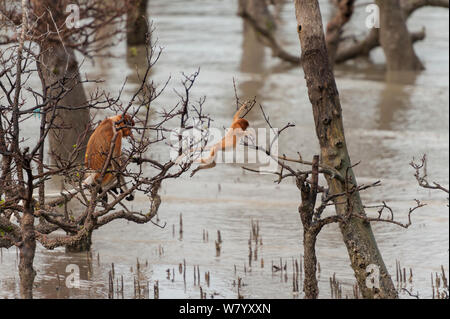 Nasenaffen (Nasalis larvatus) Erwachsenen beobachten Baby springen von Baum zu Baum in Mangroven, Borneo. Stockfoto