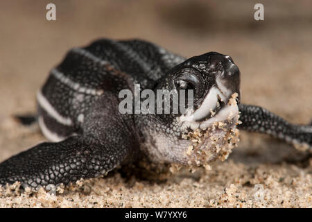 Lederschildkröte (dermochelys Coriacea) Hatchling", Jamursbamedi, West Papua, Irian Jaya, Indonesien. Stockfoto