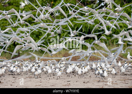 Herde von Crested terns (Sterna bergii) auf der Sandbank von Vogel Islet, Tubbataha Riffe, Sulu See, Philippinen. Stockfoto