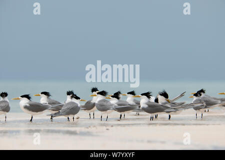 Herde von Crested terns (Sterna bergii) auf der Sandbank von Vogel Islet, Tubbataha Riffe, Sulu See, Philippinen. Stockfoto