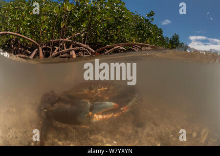 Schlamm Krabben (Scylla serrata) in das Wasser durch die Mangrovenwurzeln, auf 2 Ebenen. Mali Insel, Macuata Provinz, Fidschi, South Pacific. Stockfoto