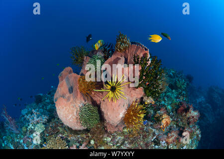 Riesen fass Schwamm (Xestospongia testudinaria) mit crinoiden, Kimbe Bay, West New Britain, Papua Neu Guinea. Stockfoto