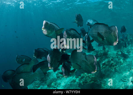 Büffelkopfpapageienfische (Bolbometopon muricatum) Shoal. Insel Sipadan, Sabah, Borneo. Stockfoto