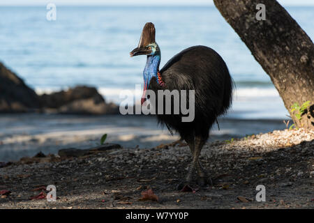 Southern cassowary (Casuarius casuarius) am Strand, Etty Bay, Queensland, Australien. Nicht für den Einsatz in Deutschland, Österreich und der Schweiz erhältlich. Stockfoto