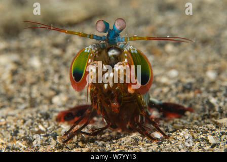 Peacock Mantis Shrimp (Odontodactylus scyllarus) Kimbe Bay, West New Britain, Papua Neu Guinea. Stockfoto