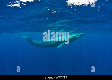 Pygmy Blauwal (Balaenoptera musculus brevicauda) Mirissa, Sri Lanka, Indischer Ozean. Gefährdete Arten. Unterarten der Blauwal. Stockfoto