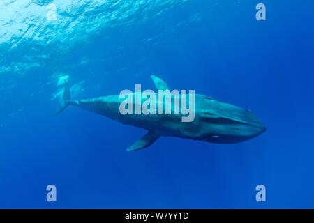 Pygmy Blauwal (Balaenoptera musculus brevicauda) Mirissa, Sri Lanka, Indischer Ozean. Gefährdete Arten. Unterarten der Blauwal. Stockfoto