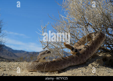 Western diamondback Rattlesnake (Crotalus Atrox) mit Schwanz im Bush, Arizona, USA, Oktober gewickelt. Kontrollierten Bedingungen. Stockfoto