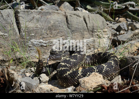 Arizona schwarz Klapperschlange (Crotalus Cerberus) Verkostung Luft und ratternden Schwanz, Arizona, USA, September. Kontrollierten Bedingungen. Stockfoto