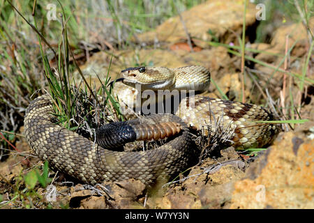 Schwarz-tailed Klapperschlange (Crotalus molossus) Verkostung der Luft, Arizona, USA, September. Kontrollierten Bedingungen. Stockfoto