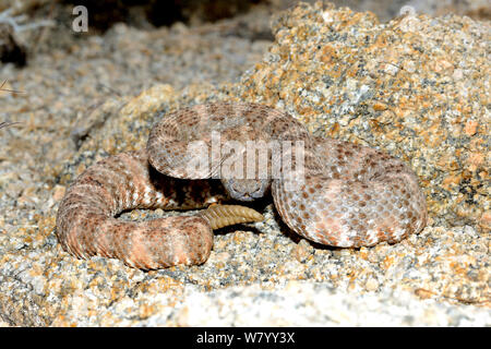 Südwesten gefleckte Klapperschlange (Crotalus mitchellii pyrrhus) gegen Felsen getarnt, Kalifornien, USA, Oktober. Stockfoto