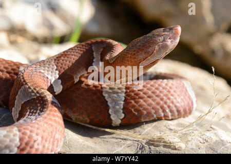 Texas copperhead snake (Agkistrodon contortrix laticinctus) Portrait, Texas, USA. September. Kontrollierten Bedingungen. Stockfoto