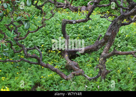 Rhododendron (Rhododendron sp) Anlage Laojunshan Nationalpark, Lijiang, Yunnan, China, Juli. Stockfoto