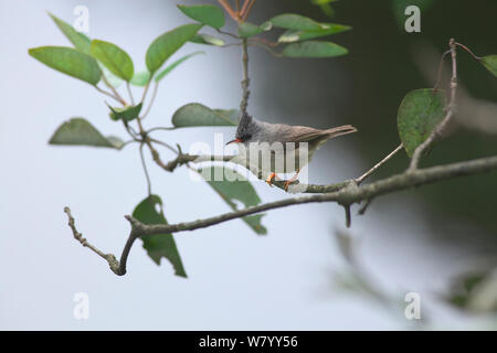 Schwarz, dass yuhina (Yuhina nigrimenta) thront, DaMingShan Moutain, Guangxi Provinz, China, Juli. Stockfoto