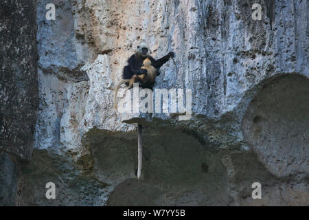 White-headed langur Schwarz (rachypithecus poliocephalus leucocephalus) Mutter Baby auf Klippen Guangxi Provinz, China, Juli. Kritisch gefährdeten Arten. Stockfoto