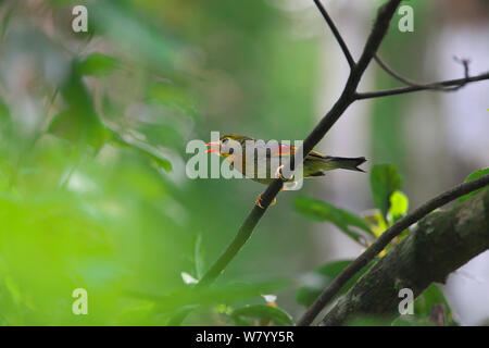 Red-billed leiothrix (Leiothrix lutea) auf Zweig, DaMingShan Moutain, Guangxi Provinz, China, Juli. Stockfoto