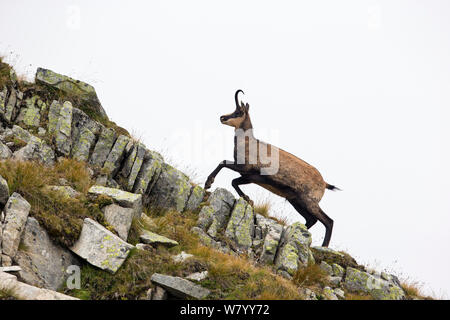 Gemse (Rupicapra rupicapra) läuft auf einem Bergrücken in der Berglandschaft. Alpen, Aostatal, Nationalpark Gran Paradiso, Italien. September. Stockfoto