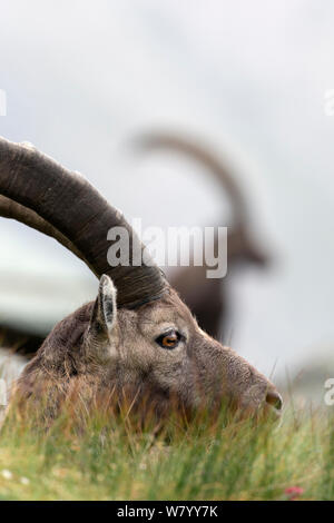 Alpensteinbock (Capra ibex), Porträt der erwachsenen männlichen ruht. Alpen, Aostatal, Nationalpark Gran Paradiso, Italien. September. Stockfoto