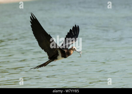 Weniger frigate Bird (Frigata Ariel) Kinder mit verworfen Köderfische. Kia Insel, Macuata Provinz, Fidschi, South Pacific. Stockfoto