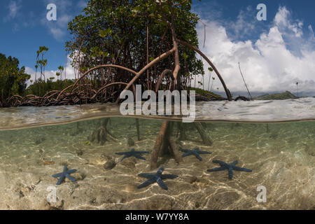 2 Ebenen Blick auf blaue Seesterne (Linckia laevigata) in den Untiefen, und Mangrove (Rhizophora sp), Nukubati Island Resort, Macuata Provinz, Fidschi, South Pacific. Stockfoto