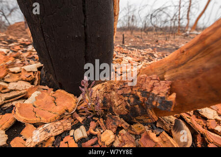 Frisches Wachstum auf verbrannten Eukalyptus (Eucalyptus sp) Baum, nachdem Bush Fire, Queensland, Australien. Stockfoto