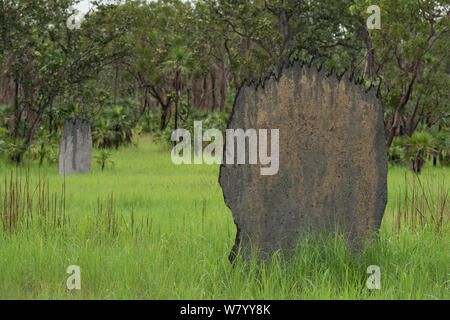 Magnetic Termite Mounds (Amitermes) nach Regen, Litchfield National Park. Northern Territory, Australien. Stockfoto