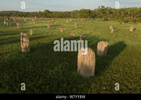 Magnetic Termite Mounds (Amitermes) von oben, Litchfield National Park. Northern Territory, Australien. Dezember 2012. Stockfoto