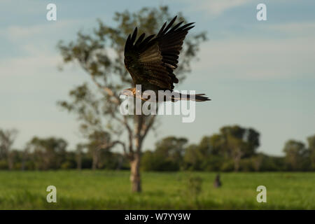 Pfeifen Kite (Haliastur sphenurus) im Flug, gelbes Wasser Feuchtgebiete, Northern Territory, Australien. Stockfoto