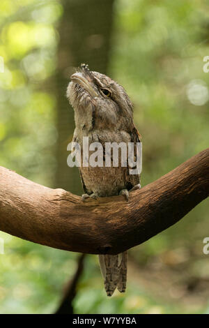 Tawny frogmouth (Podargus strigoides), Territory Wildlife Park Berry Springs, Northern Territory, Australien. Stockfoto