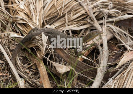 Mertens 's Wasser Monitor (Varanus mertensi) unter toten Vegetation, Northern Territory, Australien. Stockfoto