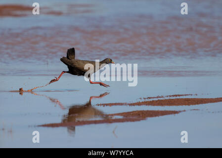 Schwarz-tailed nativehen (Tribonyx Ventralis) läuft, Northern Territory, Australien. Stockfoto