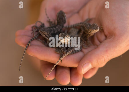 Baby Bartagamen (Pogona sp.) in der Hand gehalten, Alice Springs, Northern Territory, Australien. Stockfoto