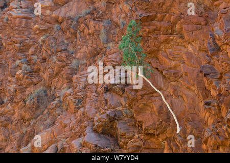 River Red Gum Tree (Eucalyptus camaldulensis) Redbank Gorge, West MacDonnell Ranges, Alice Springs, Northern Territory, Australien. Stockfoto