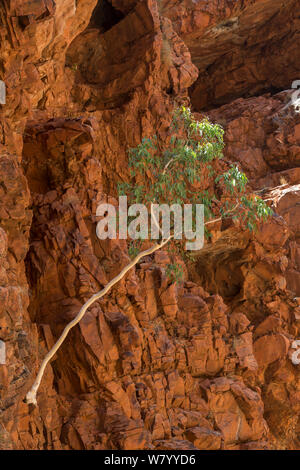 River Red Gum Tree (Eucalyptus camaldulensis) Redbank Gorge, West MacDonnell Ranges, Alice Springs, Northern Territory, Australien. Stockfoto