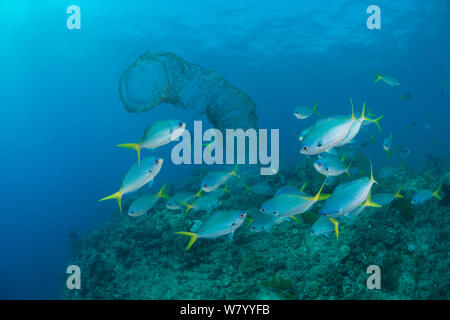 Blau und Gelb Füsiliere (Caesio teres) shoal Essen entweder Eier oder kolonialen tunicate, Great Barrier Reef, Queensland, Australien. Stockfoto