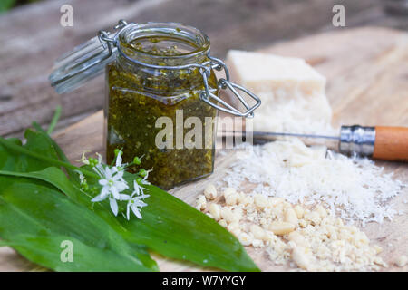 Bärlauch-Pesto, Bärlauchpesto, Pesto aus Bärlauch, Pinienkerne, Olivenöl, Parmesankäse, Frühlingspesto, Wildkräuterpesto, Bärlauch, Bär-Lauch, Allium Stockfoto