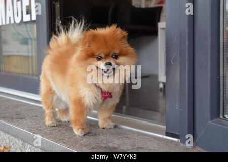 Kleine flauschige Braun pomeranian Hund warten auf Besitzer vor Shop Eingang Stockfoto