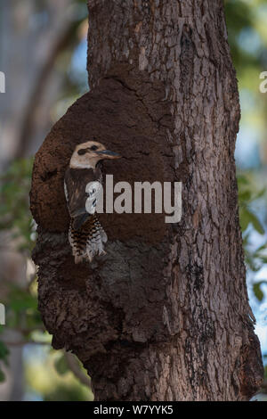 Laughing Kookaburra (Dacelo novaeguineae) Erwachsene im Nest in termite Damm, Queensland, Australien. Stockfoto