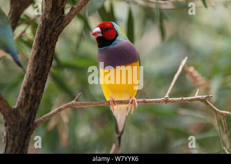 Gouldian Finch (Erythrura gouldiae) Rothaarige männlich, Mareeba, Queensland, Australien. Stockfoto