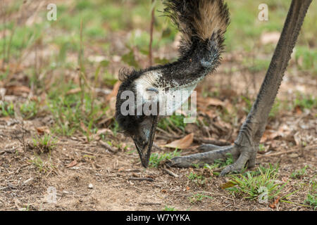 Emu (Dromaius novaehollandiae) Ernährung Mareeba, Queensland, Australien. Stockfoto