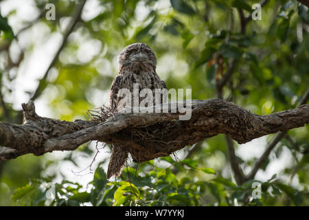 Tawny frogmouth (Podargus strigoides) auf einem Ast sitzend. Mareeba, Queensland, Australien. Stockfoto