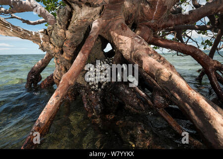 Gebänderte Meer kraits (Laticauda colubrina) Wurzeln der Mangrove Tree bei Ebbe, Mali Insel, Macuata Provinz, Fidschi, South Pacific. Stockfoto