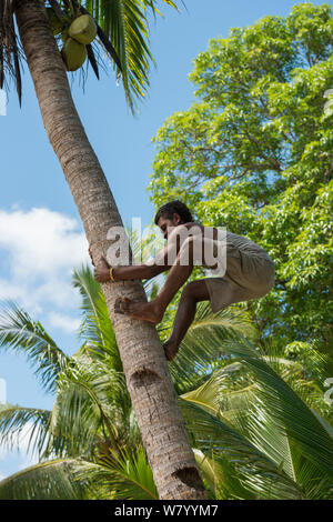 Fidschi junge kletterbaum zu erhalten Kokosnüsse (Cocos nucifera) Mali Insel, Macuata Provinz, Fidschi, South Pacific. August 2013 Stockfoto
