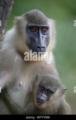 Drill (Mandrillus leucophaeus) Frau mit Baby, Pandrillus Heiligtum in Nigeria. Stockfoto