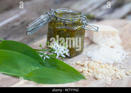 Bärlauch-Pesto, Bärlauchpesto, Pesto aus Bärlauch, Pinienkerne, Olivenöl, Parmesankäse, Frühlingspesto, Wildkräuterpesto, Bärlauch, Bär-Lauch, Allium Stockfoto