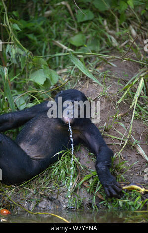 Bonobo (Pan paniscus) spielen mit Wasser, Lola Ya Bonobo Heiligtum, der Demokratischen Republik Kongo. Stockfoto