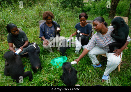 Surrogate Mütter stillen junge Bonobos (Pan paniscus) Lola ya Bonobo Heiligtum, der Demokratischen Republik Kongo. Stockfoto